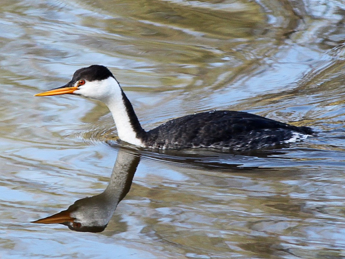 Clark's Grebe - ML150168581