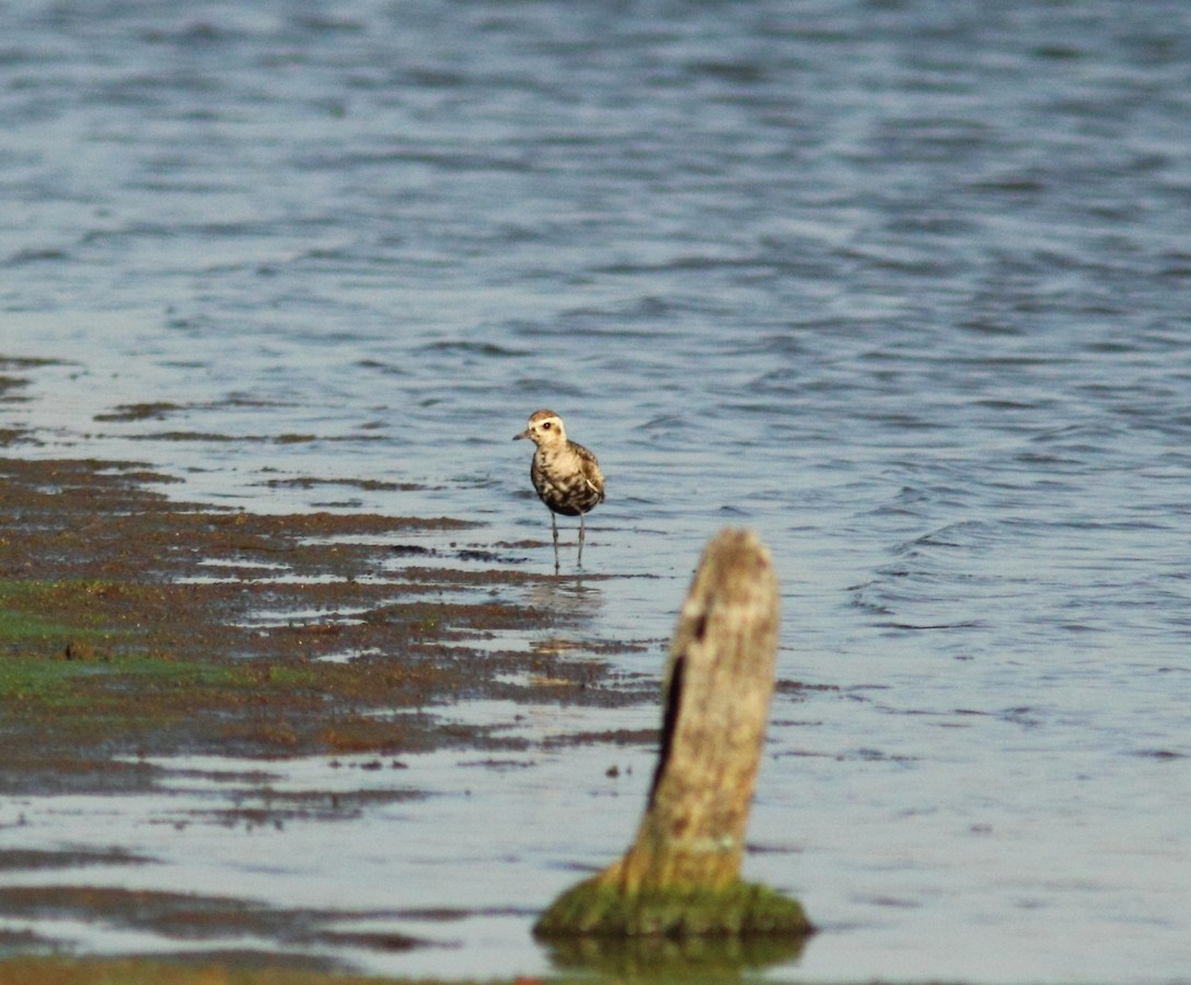 Pacific Golden-Plover - ML150168611