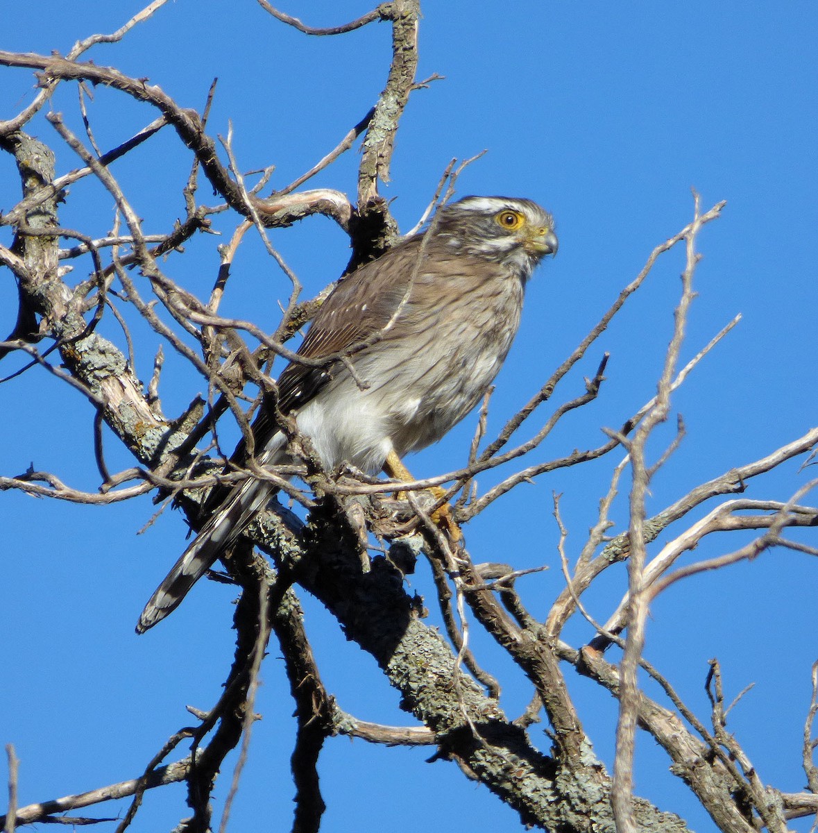 Spot-winged Falconet - ML150168981