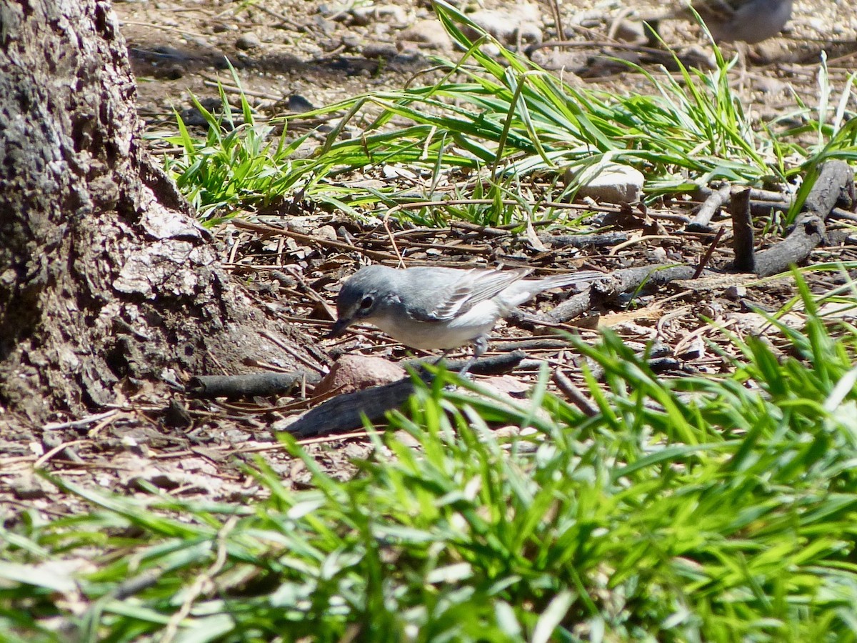 Plumbeous Vireo - ML150171761