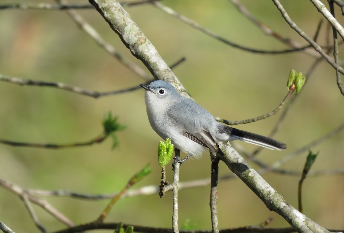 Gobemoucheron gris-bleu - ML150172671