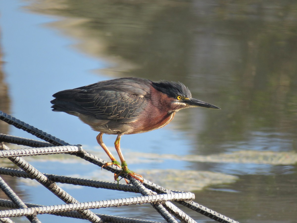 Green Heron - ML150173361