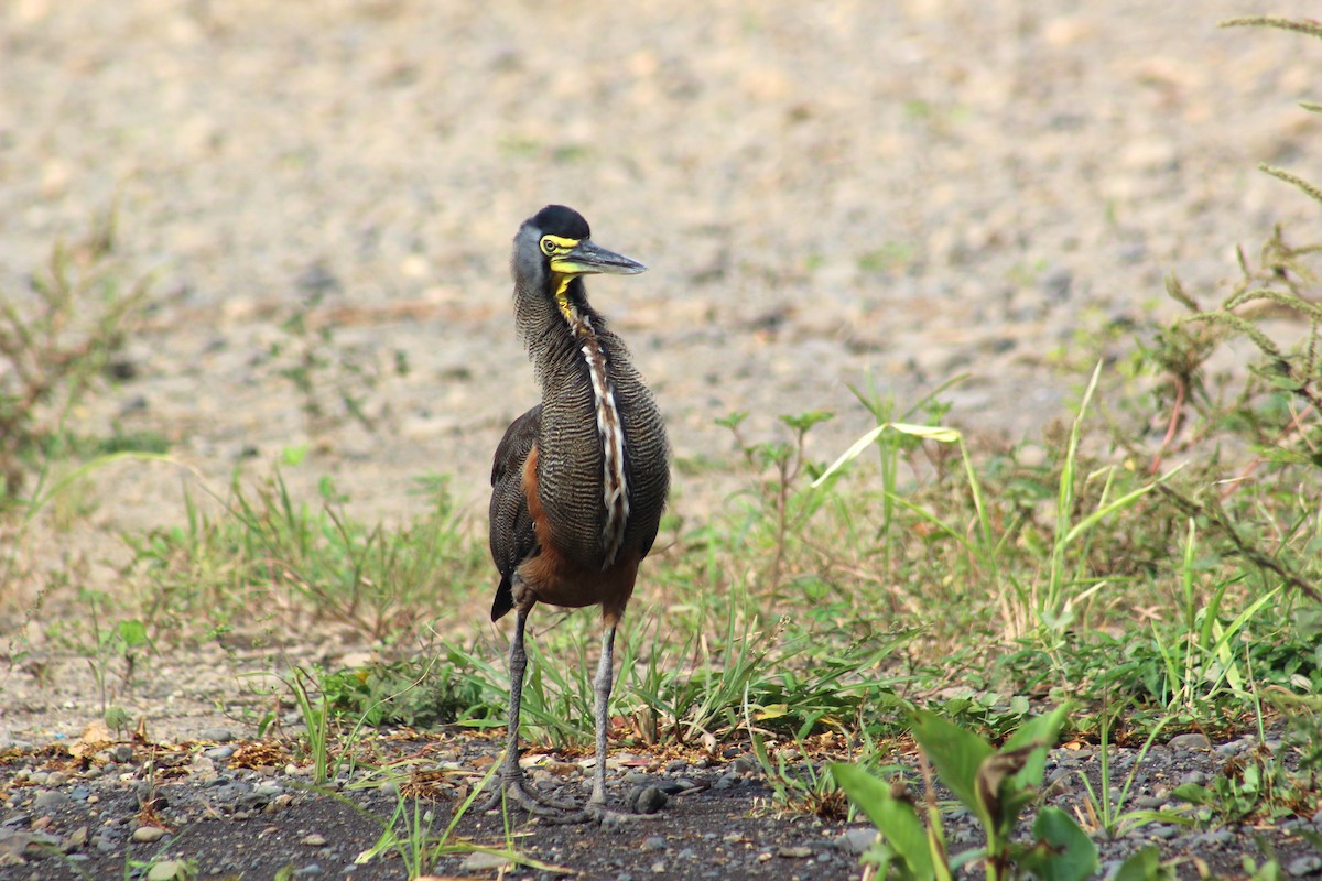 Bare-throated Tiger-Heron - ML150173491