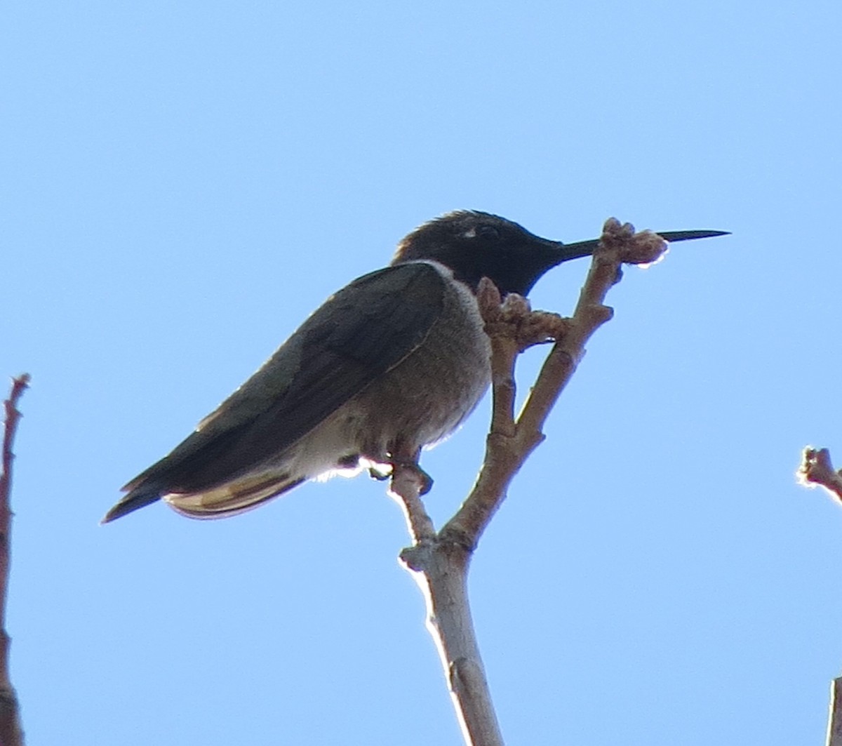 ノドグロハチドリ - ML150173731