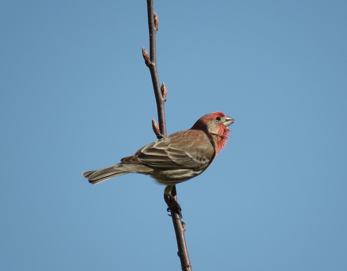 House Finch - ML150174031