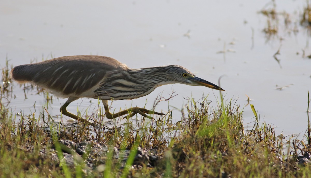 Indian Pond-Heron - ML150175591