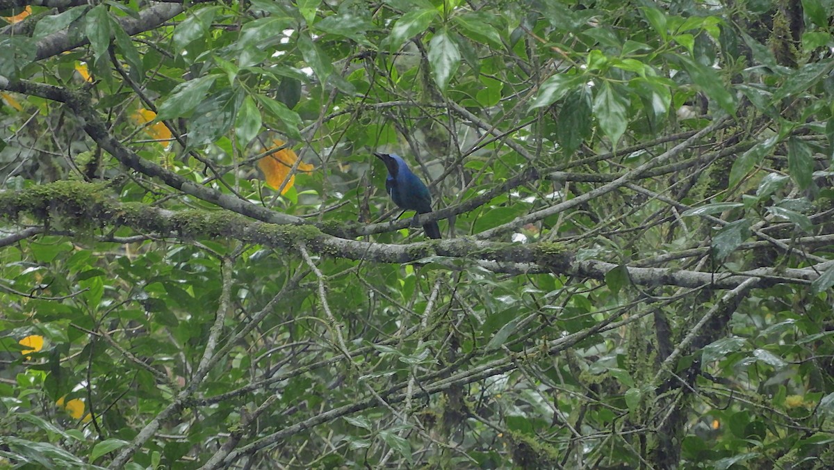 Black-collared Jay - ML150175821