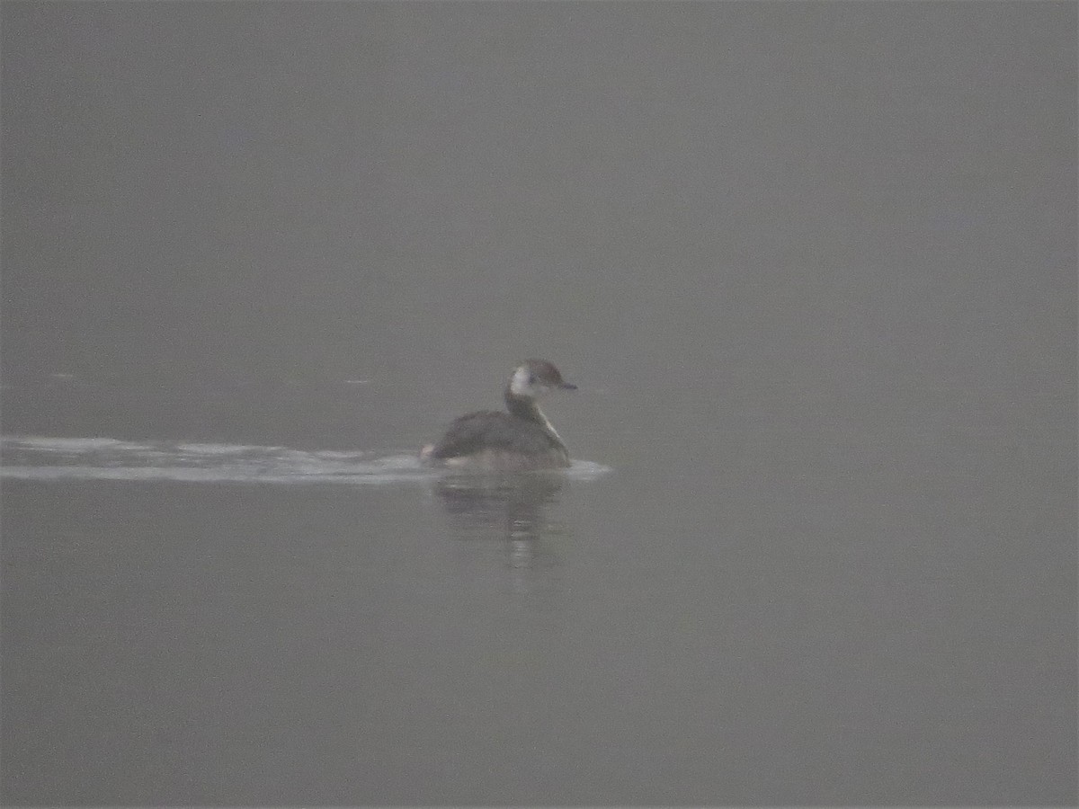 Horned Grebe - ML150176371