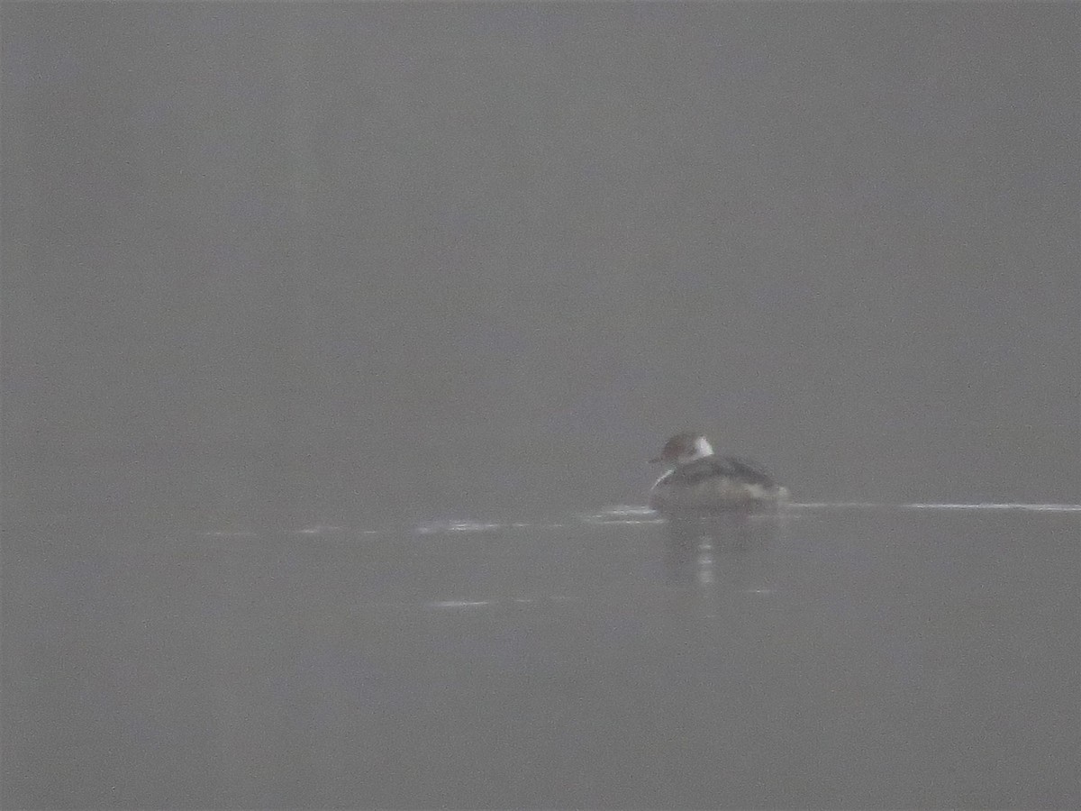 Horned Grebe - ML150176411