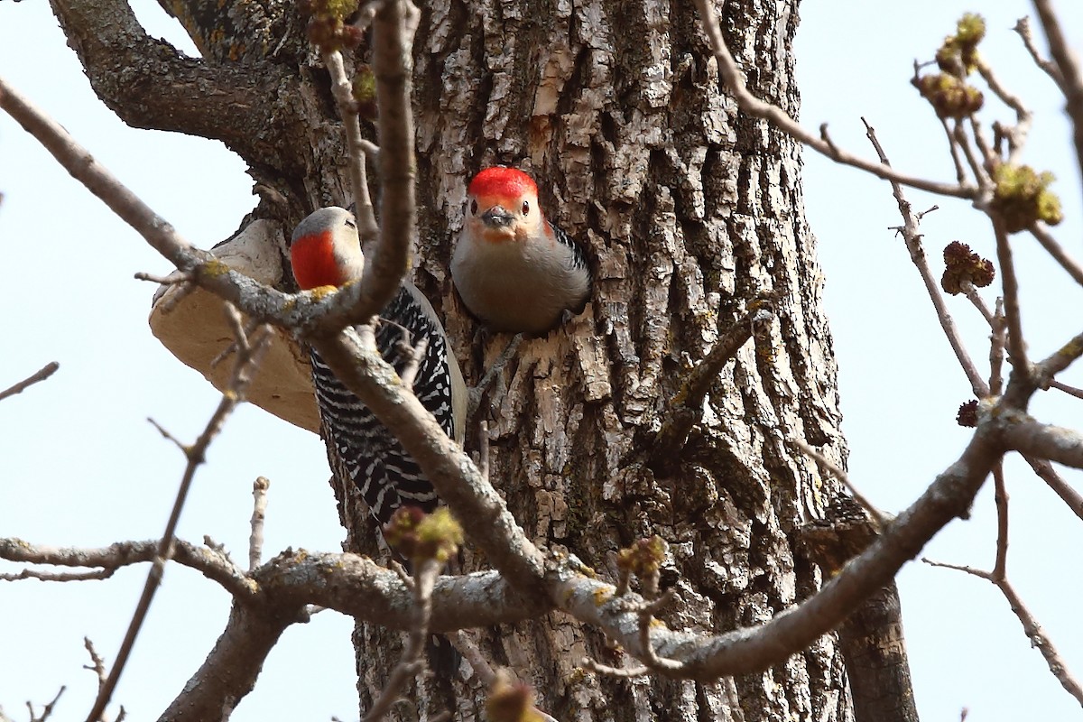 Red-bellied Woodpecker - Andy Courcelles
