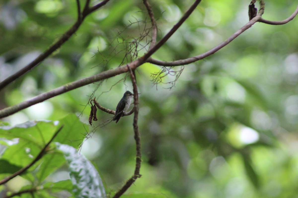 kolibřík běločelý - ML150177541