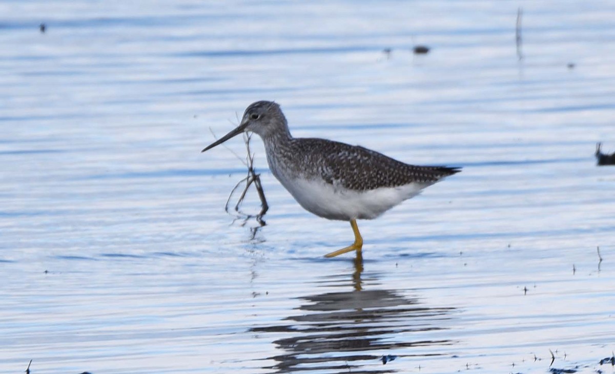 Greater Yellowlegs - Bob & Anne-Marie Taylor