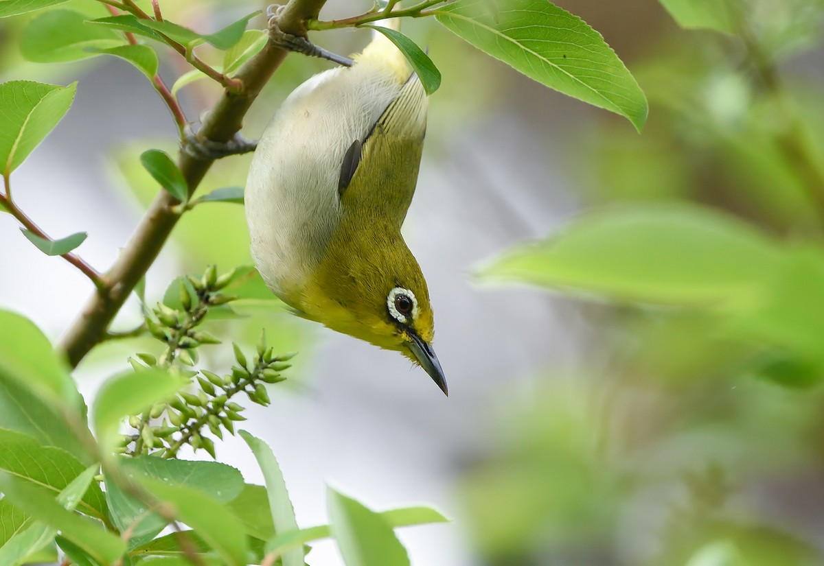 Swinhoe's White-eye - Jerry Ting