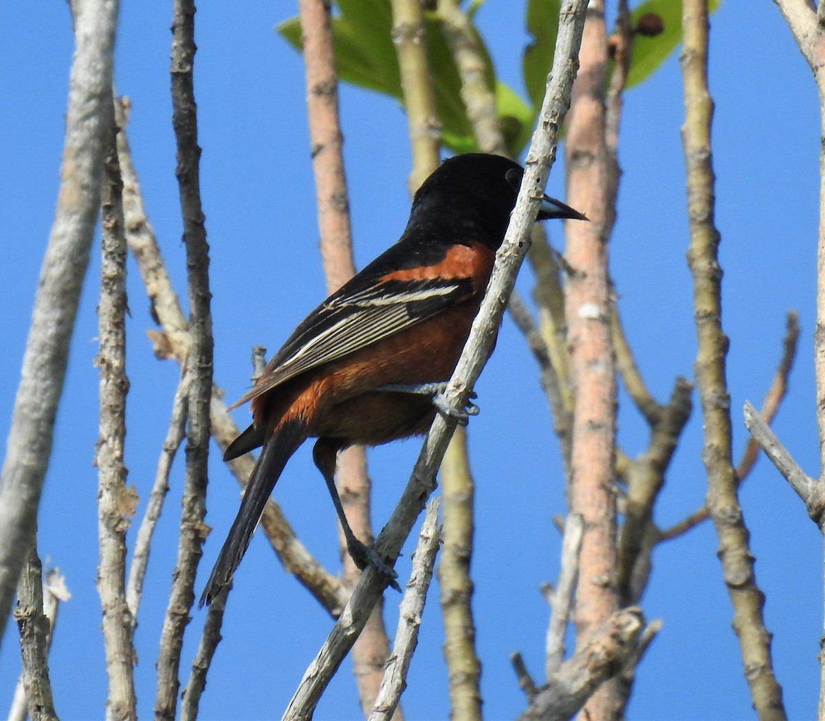 Orchard Oriole - david gabay