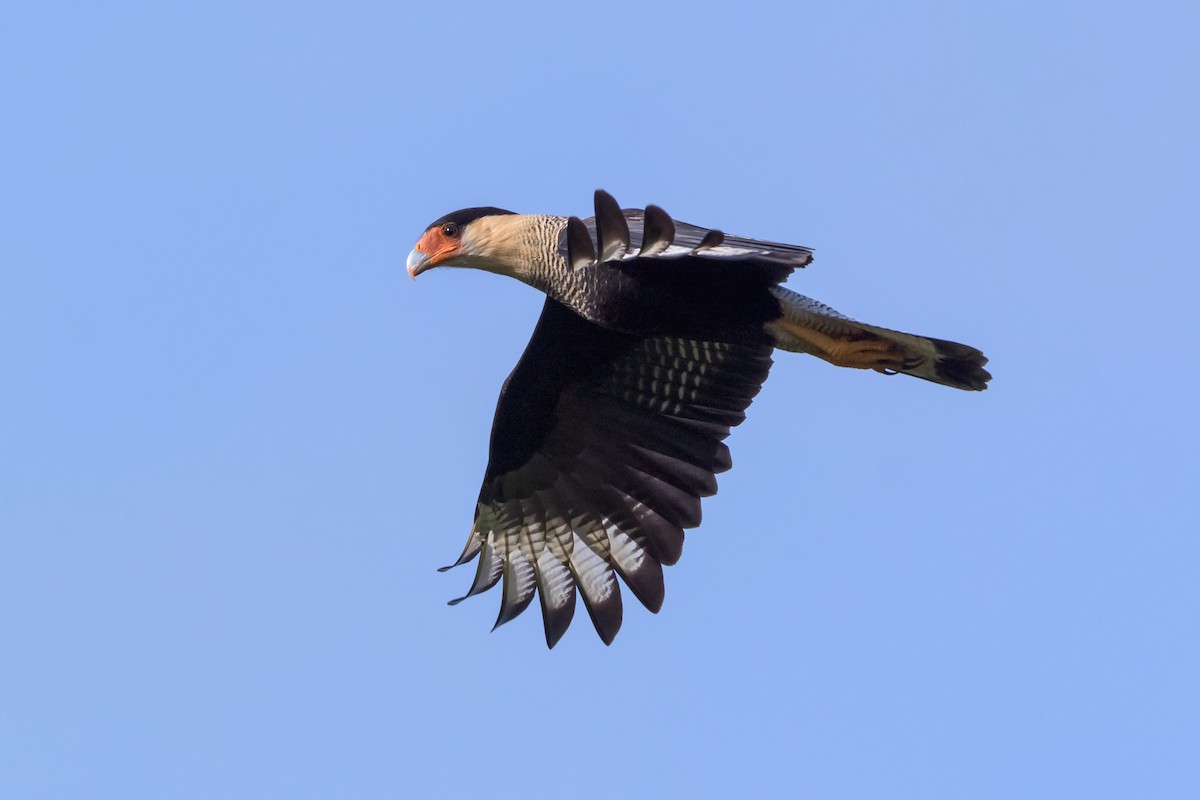 Caracara huppé (plancus) - ML150179981