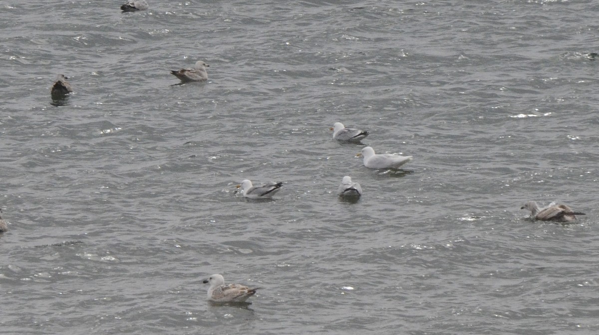 Glaucous Gull - ML150180541