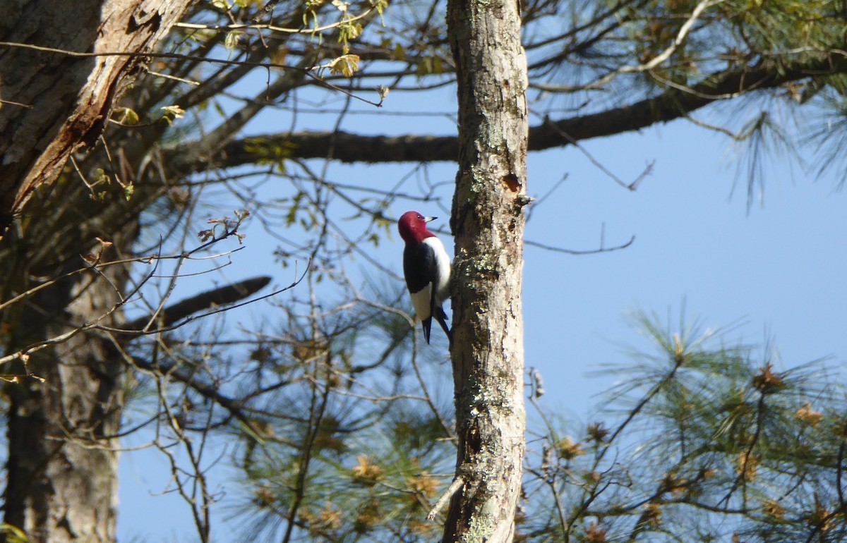 Red-headed Woodpecker - ML150180871