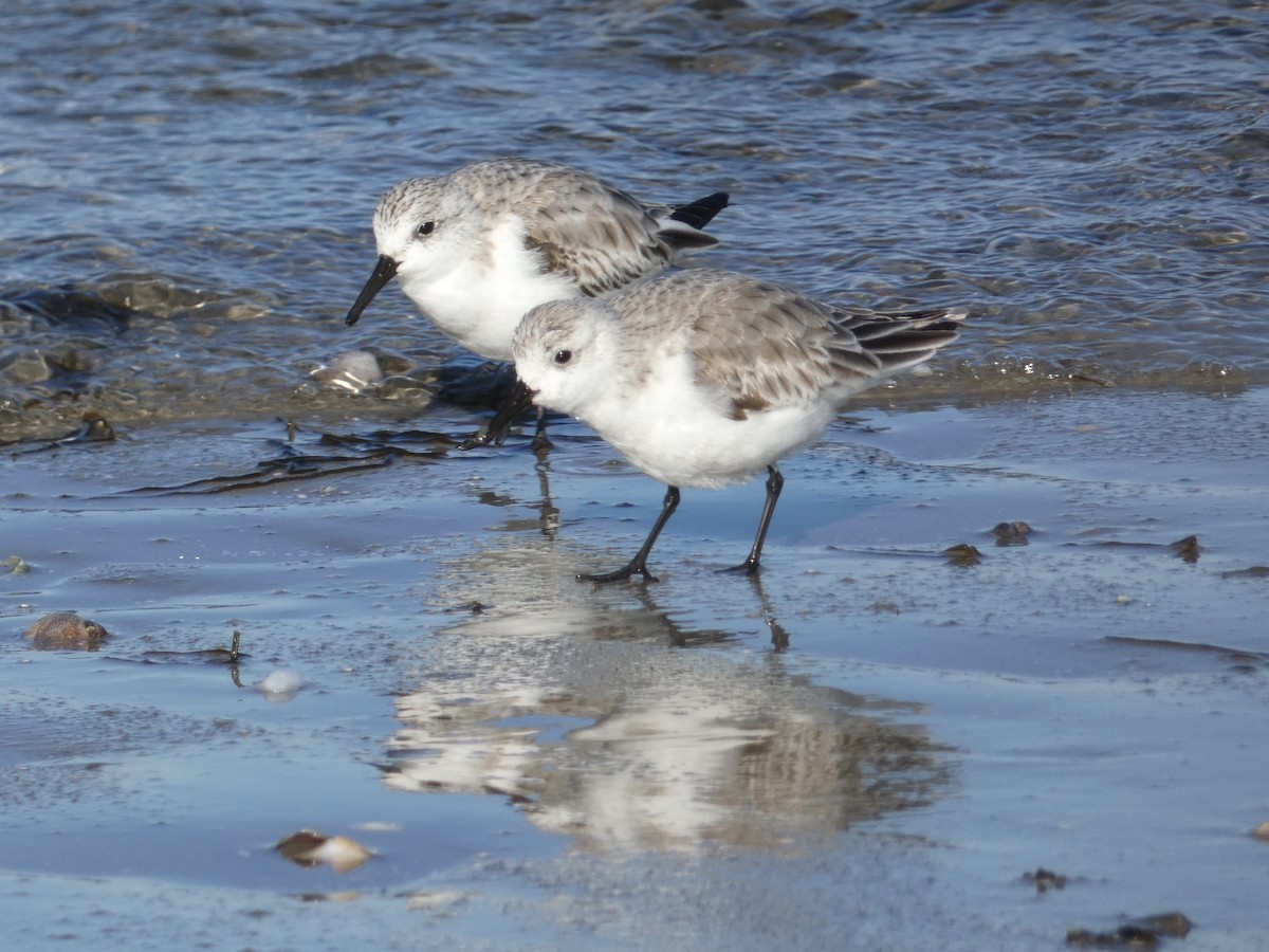 Sanderling - ML150180891