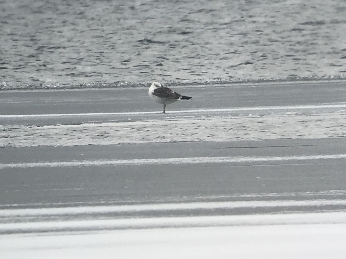 Lesser Black-backed Gull - ML150180961