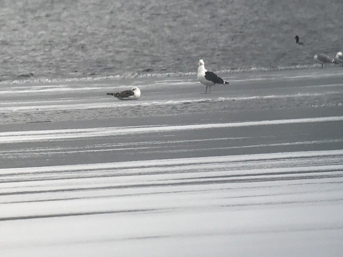 Gaviota Sombría - ML150180971