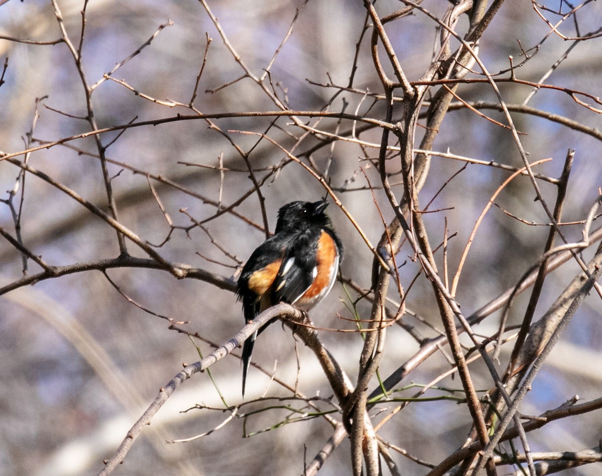 Eastern Towhee - ML150181011