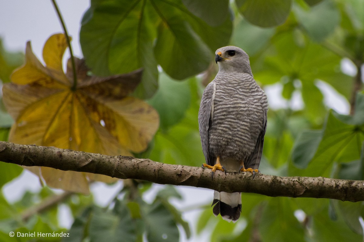 Gray-lined Hawk - ML150181931