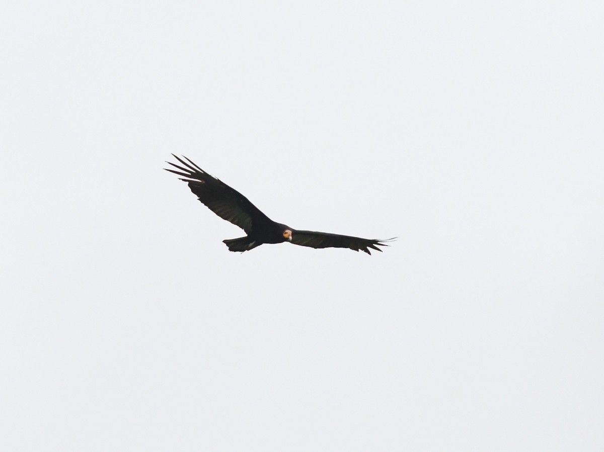 Greater Yellow-headed Vulture - Joshua Vandermeulen