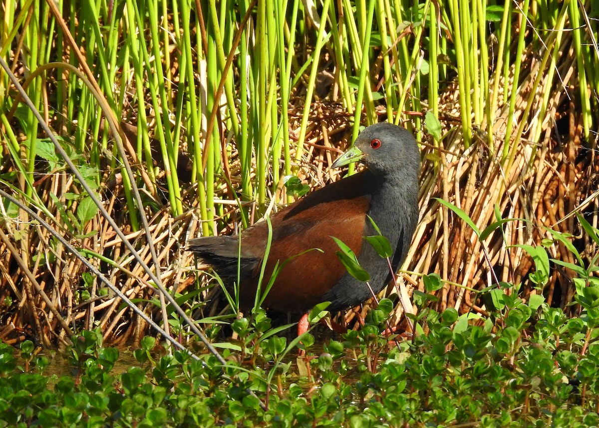 Black-tailed Crake - Mark Smiles