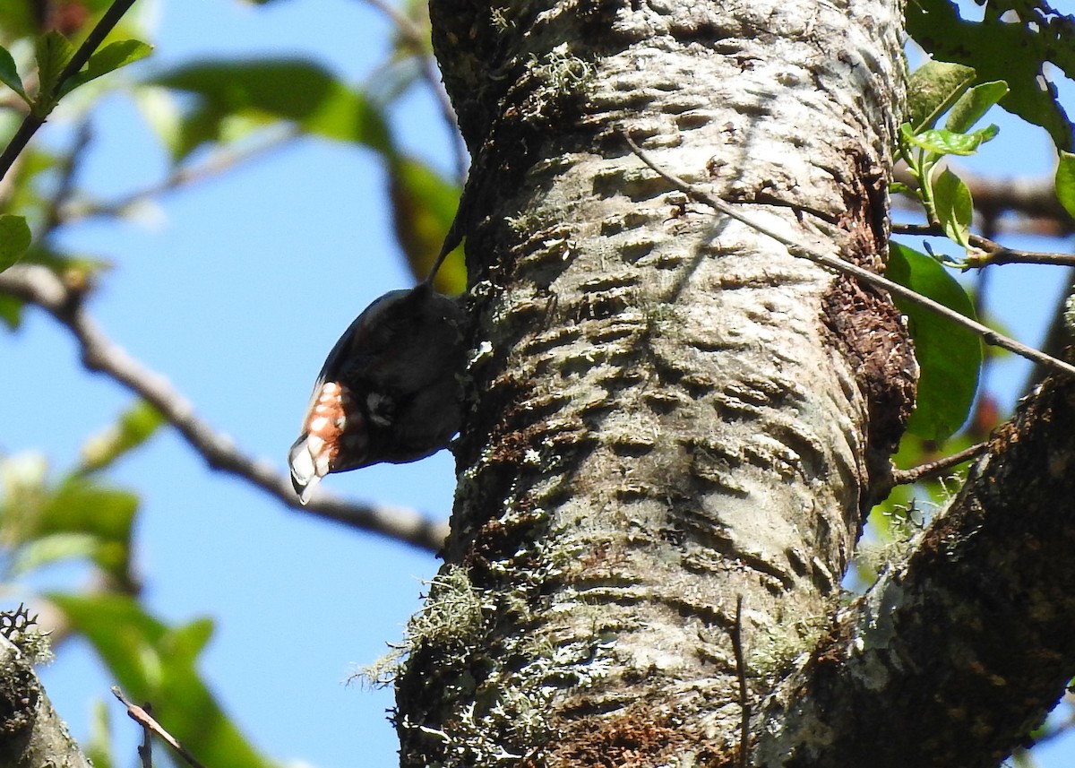 Chestnut-vented Nuthatch - ML150182711