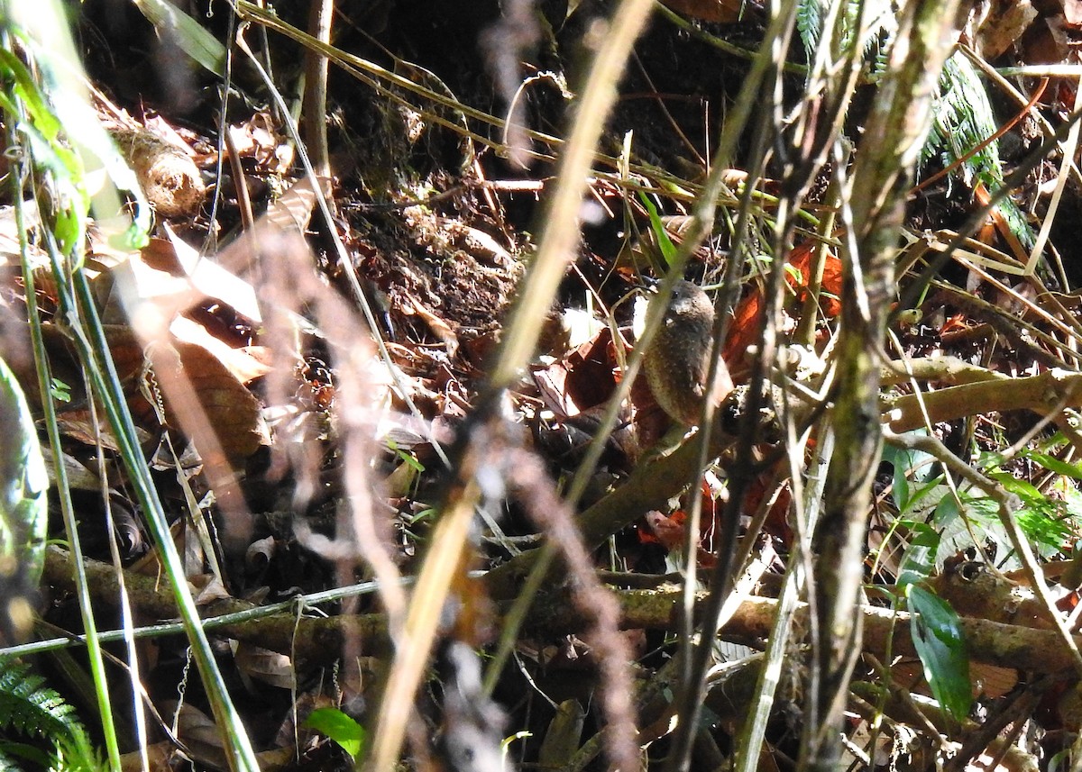 Naga Wren-Babbler - ML150182821