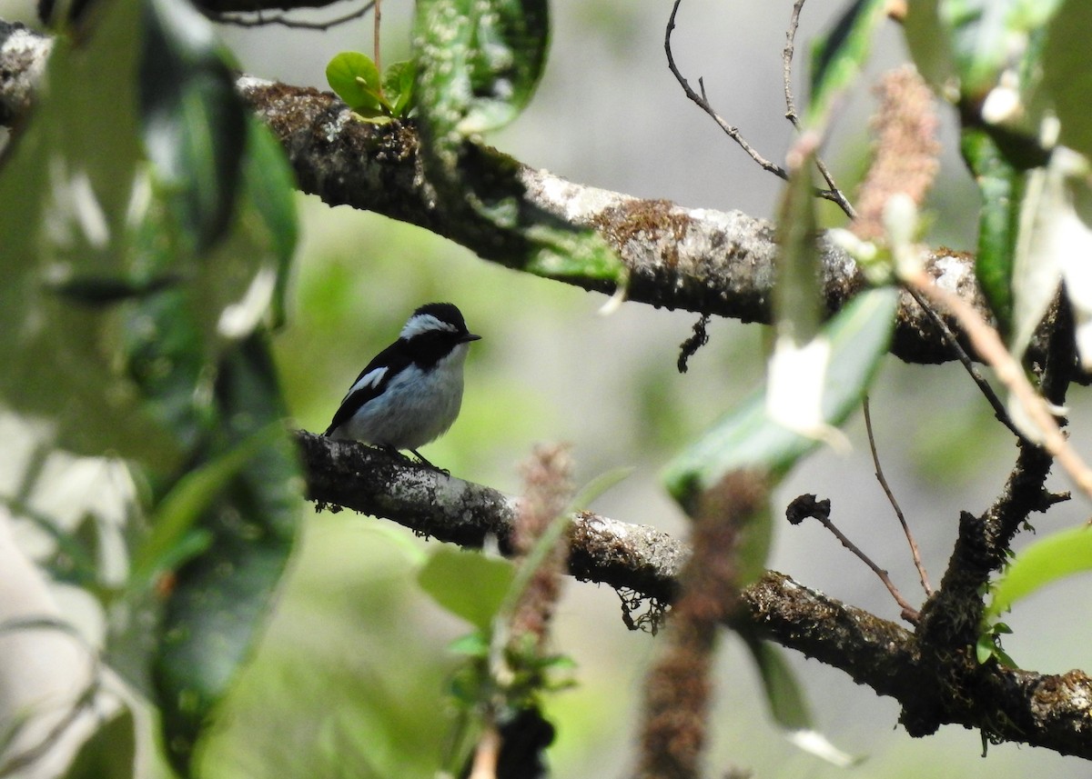 Little Pied Flycatcher - ML150182911