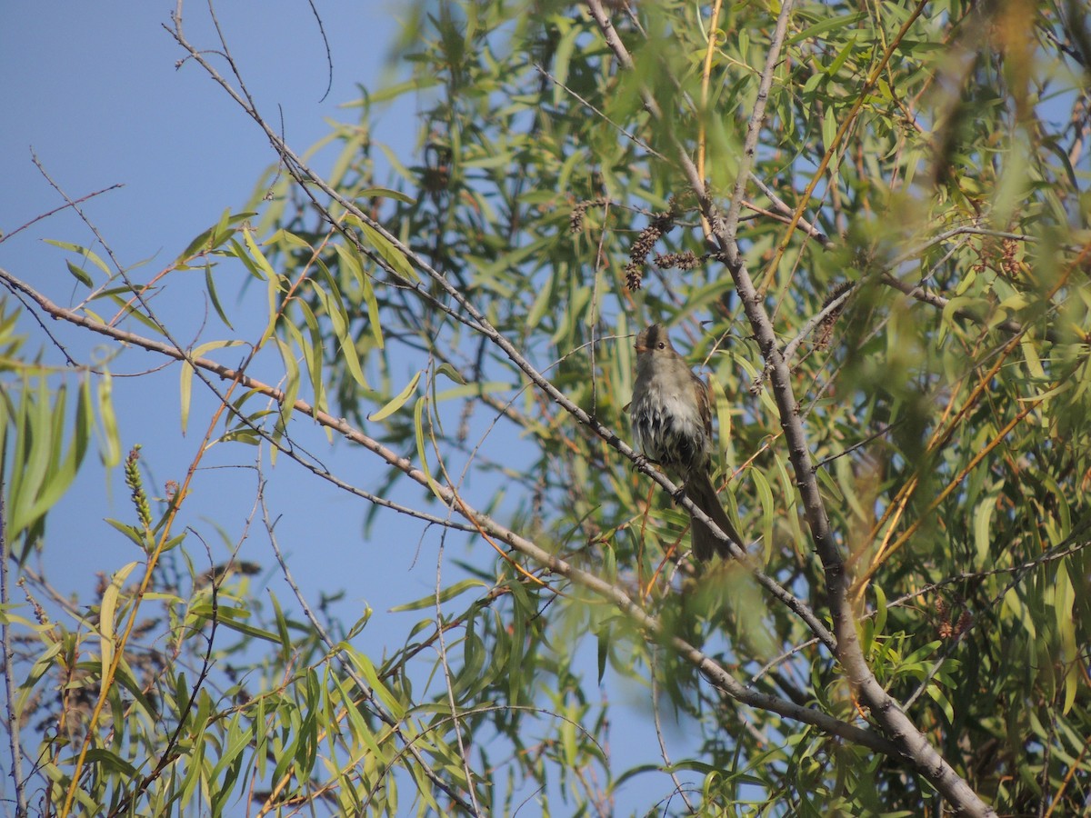 White-crested Elaenia - ML150183411