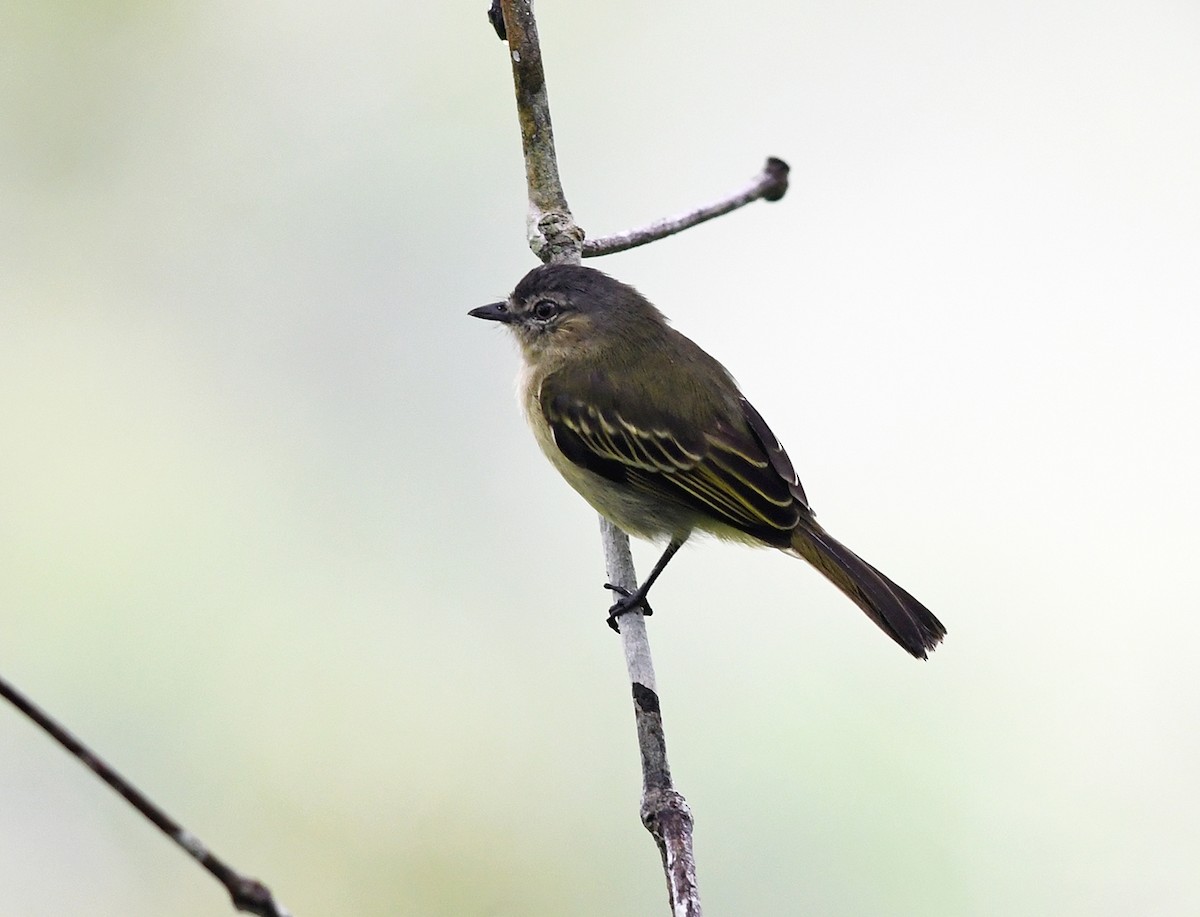 Slender-footed Tyrannulet - ML150183771