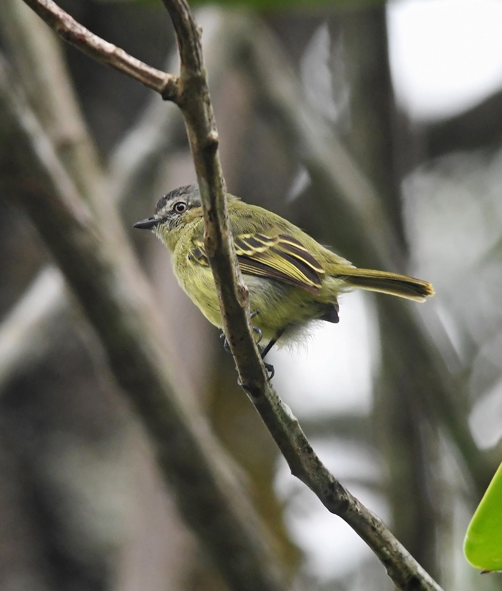 Slender-footed Tyrannulet - ML150183781