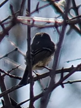 Ruby-crowned Kinglet - Greg J