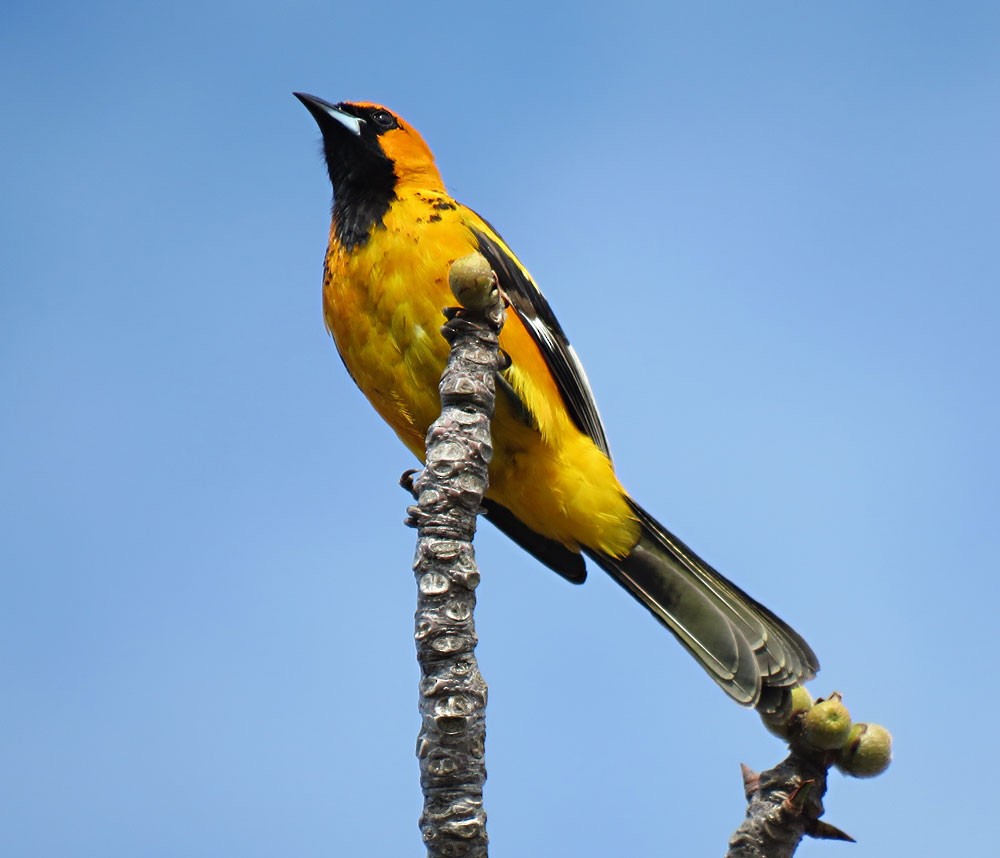 Spot-breasted Oriole - ML150184331