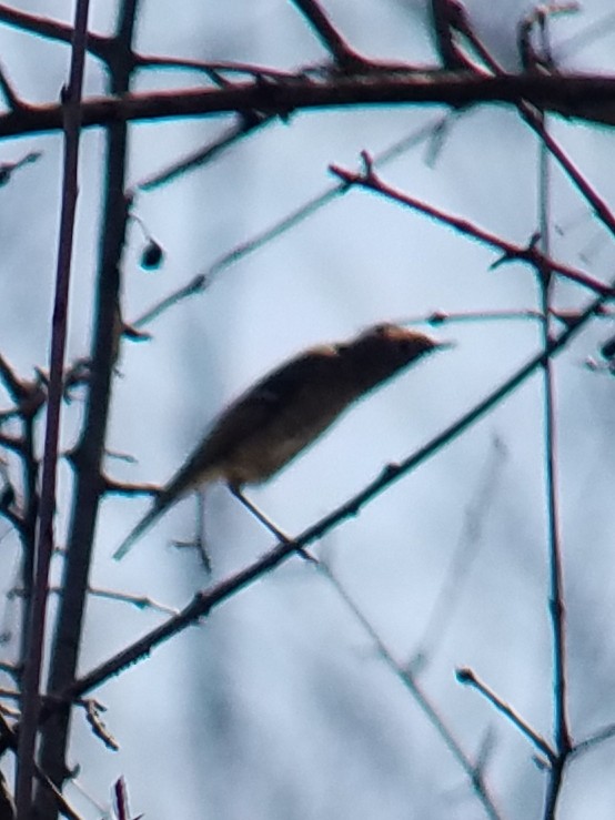 Ruby-crowned Kinglet - Greg J