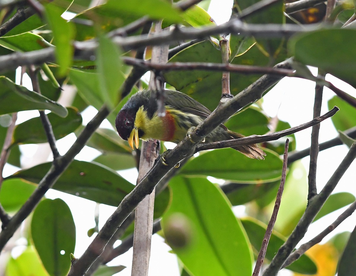 Lemon-throated Barbet - ML150185291