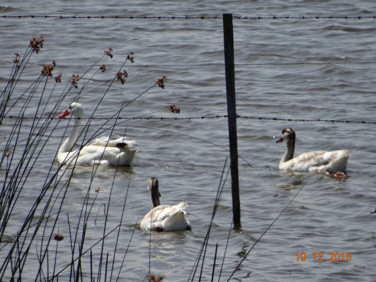 Coscoroba Swan - ML150185921