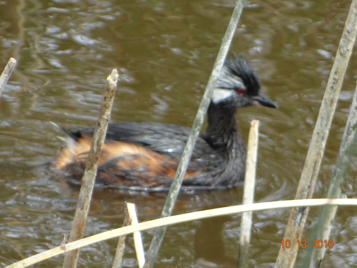 White-tufted Grebe - ML150186091