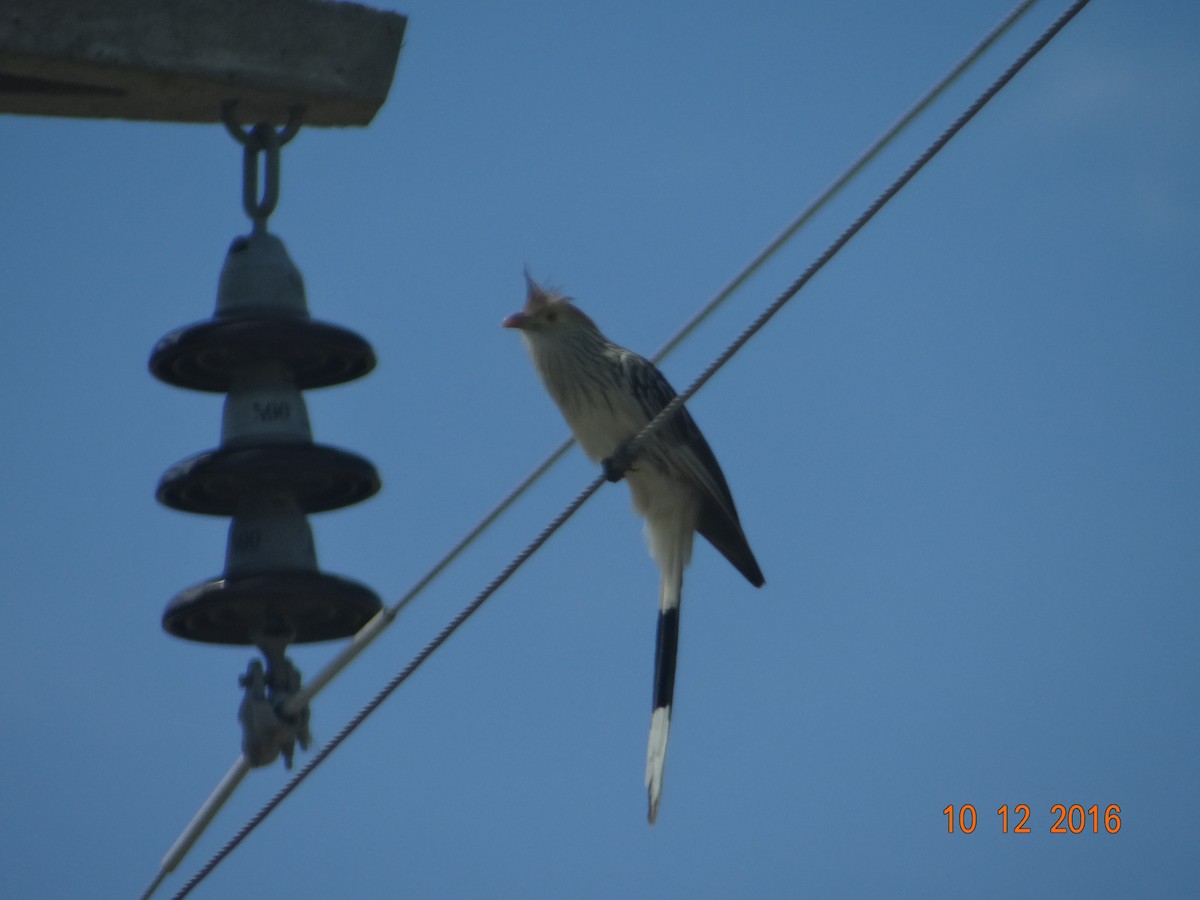 Guira Cuckoo - ML150186221