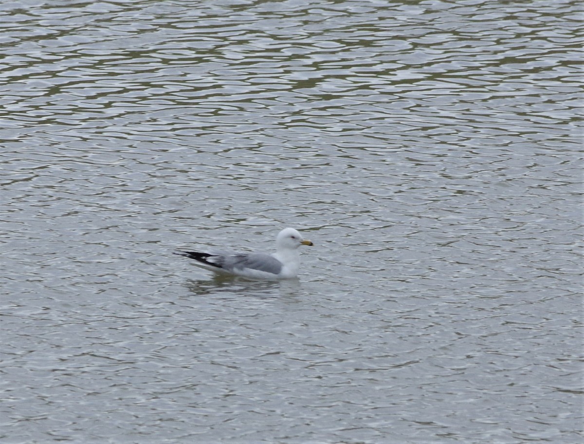 Ring-billed Gull - Brenda Wright