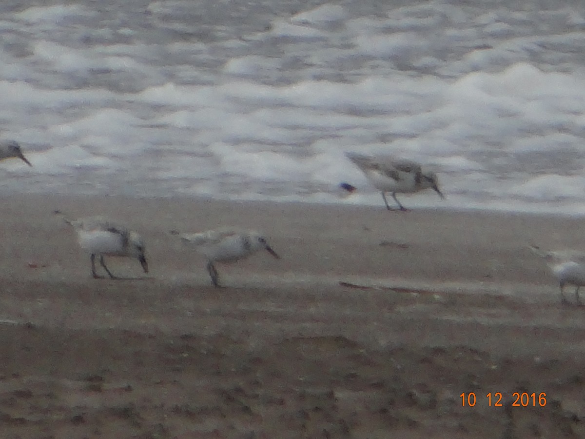 Sanderling - ML150187151