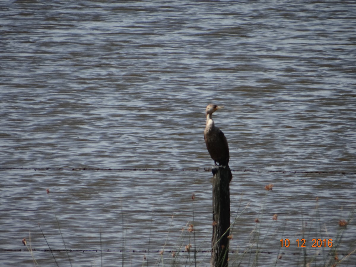 Neotropic Cormorant - ML150187361