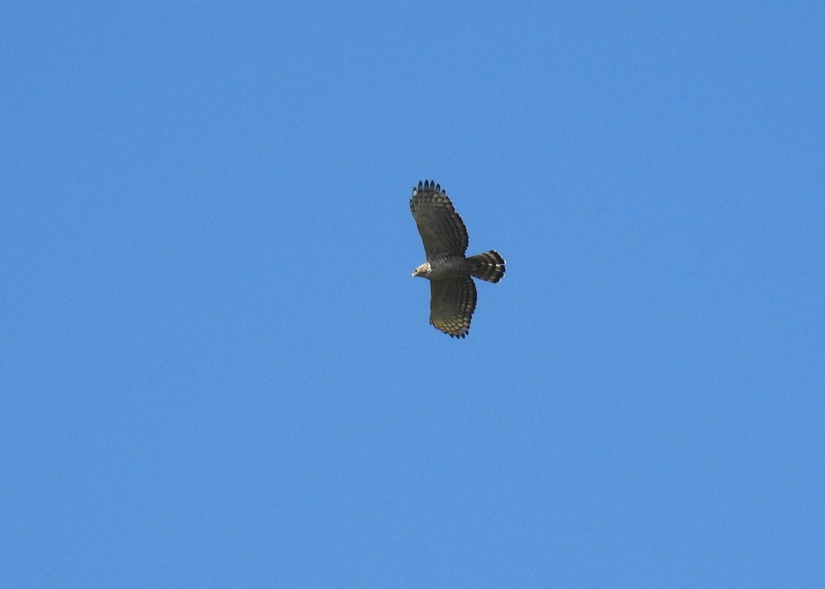 Mountain Hawk-Eagle - Mark Smiles