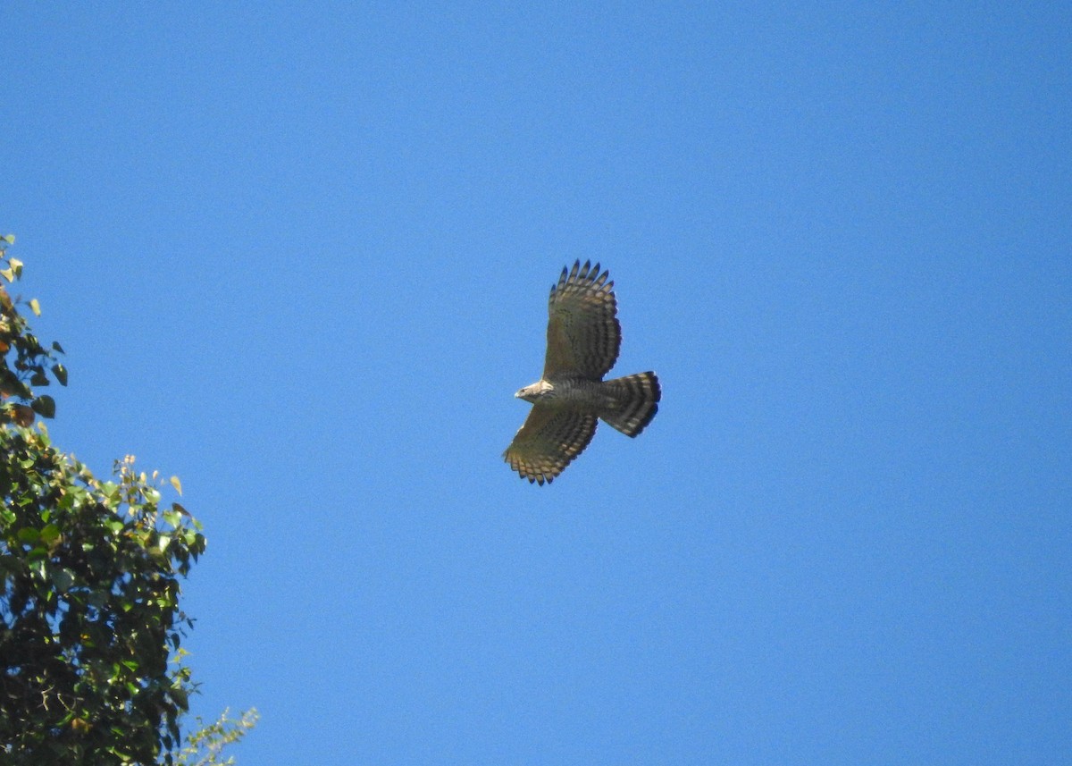 Mountain Hawk-Eagle - ML150187501