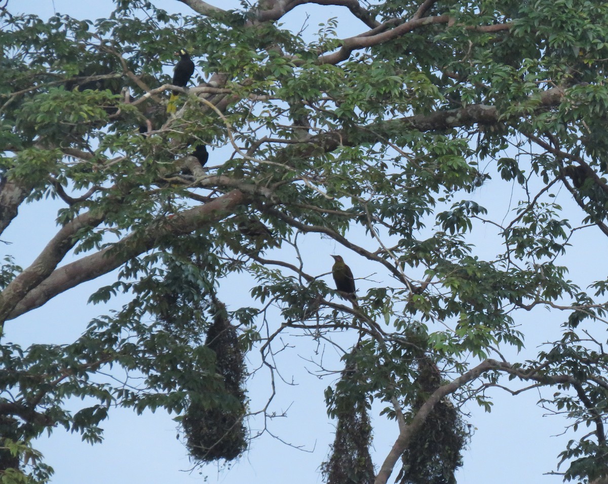 Olive Oropendola - ML150187621