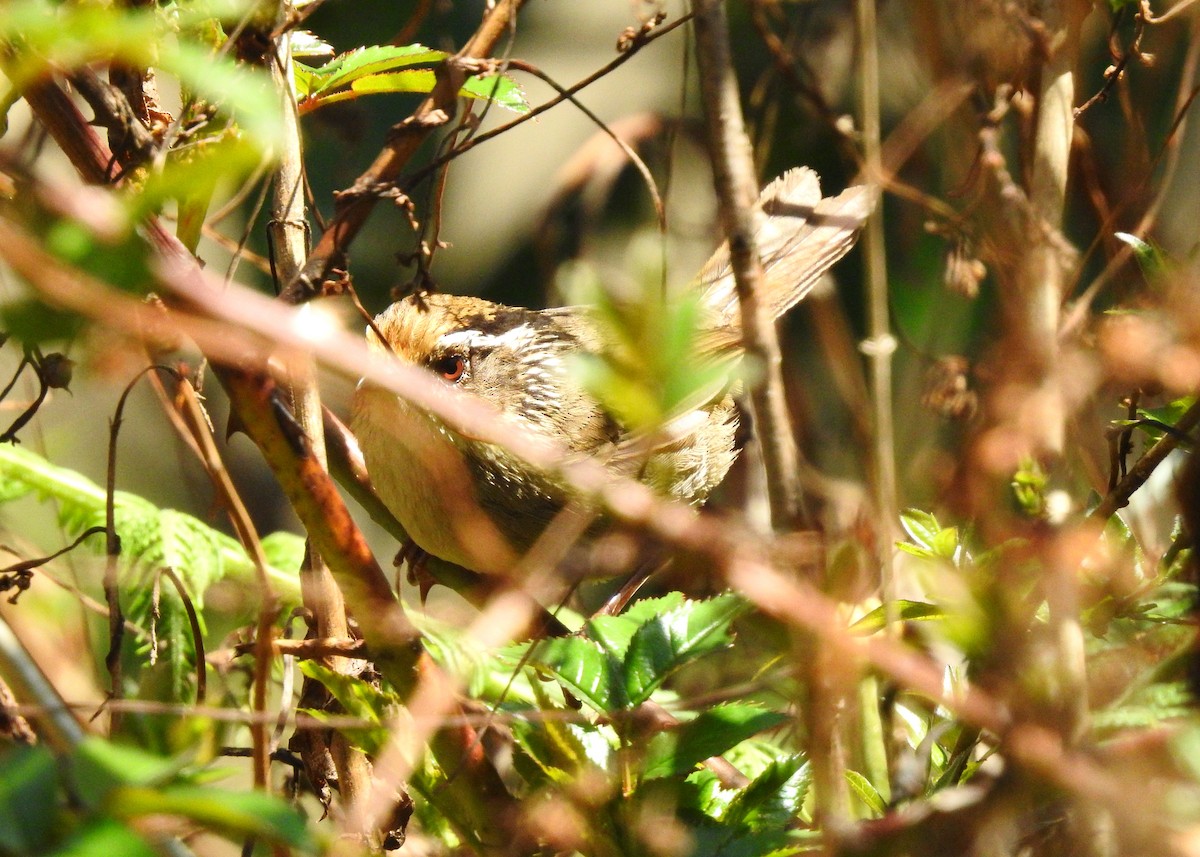 Rusty-capped Fulvetta - ML150187651