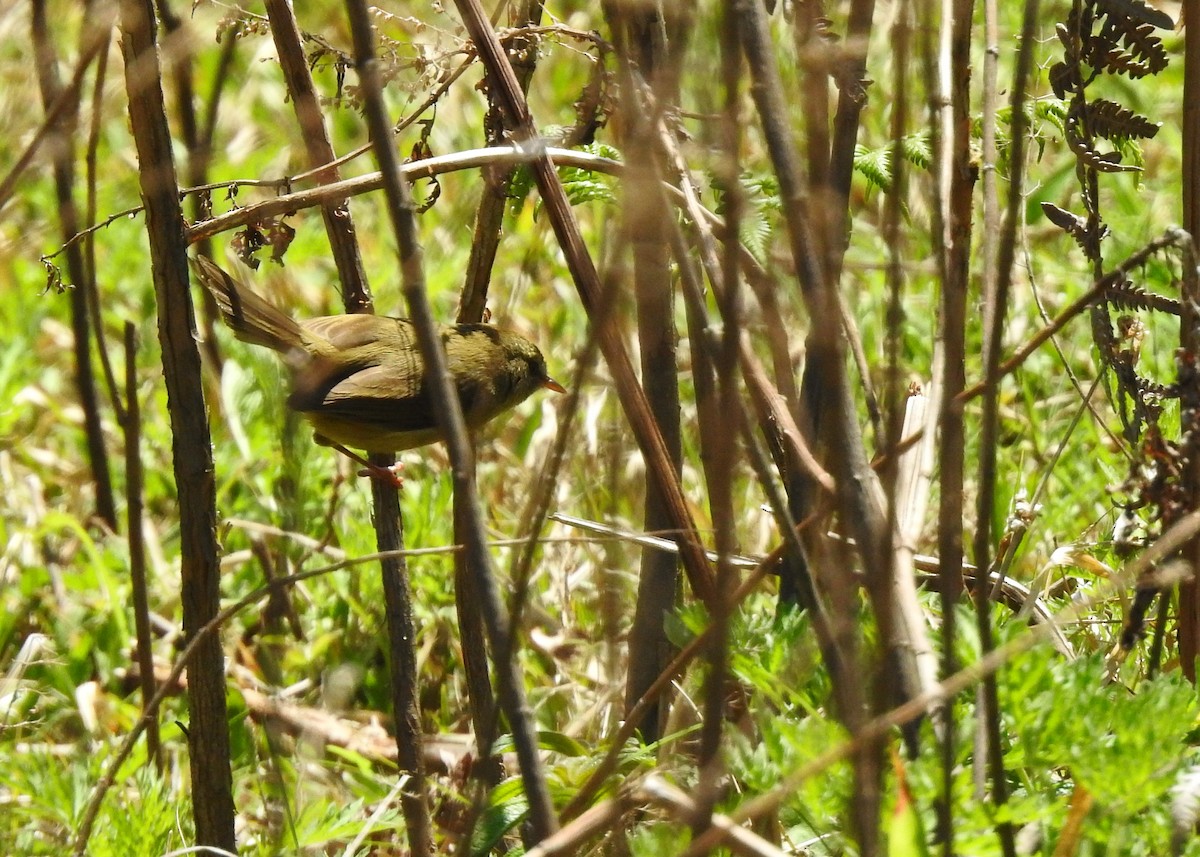 Brownish-flanked Bush Warbler - ML150187671