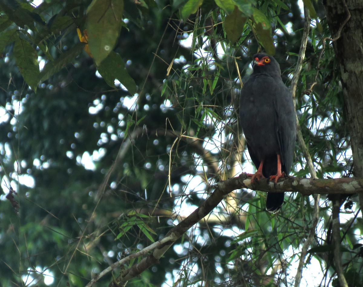 Slate-colored Hawk - ML150187731